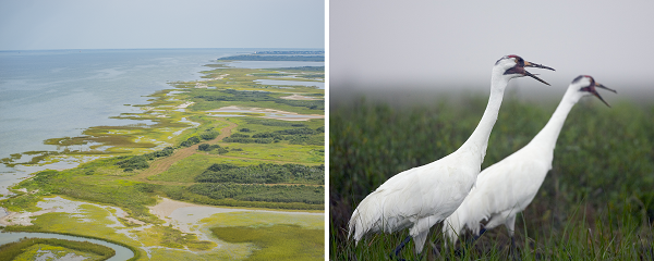 Shoreline and Whooping Cranes