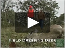 field dressing deer video