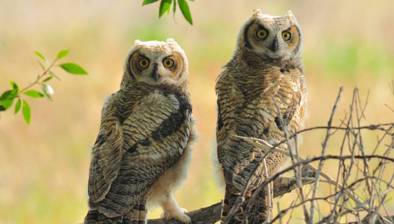 2 great horned owlets 