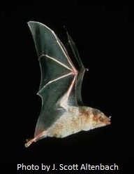 Mexican long-nosed bat