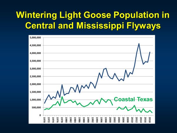 FlywayTrend_LightGeese
