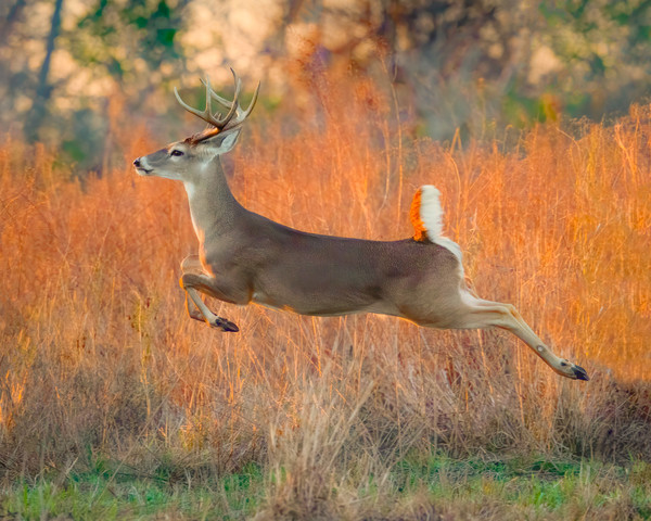 leaping buck