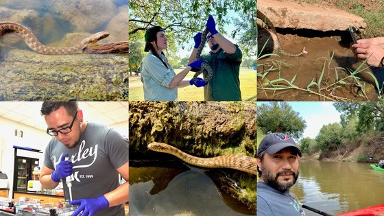 brazos water snake action