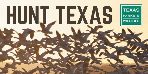 header Hunt Texas ducks