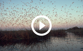 flock of birds flying, video link