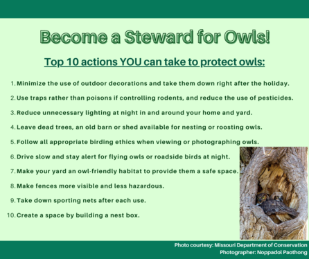 owl top 10 actions