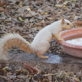white squirrel at water tray