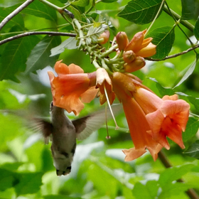 hummingbird on trumpet vine