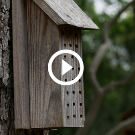Bee box on tree, video link