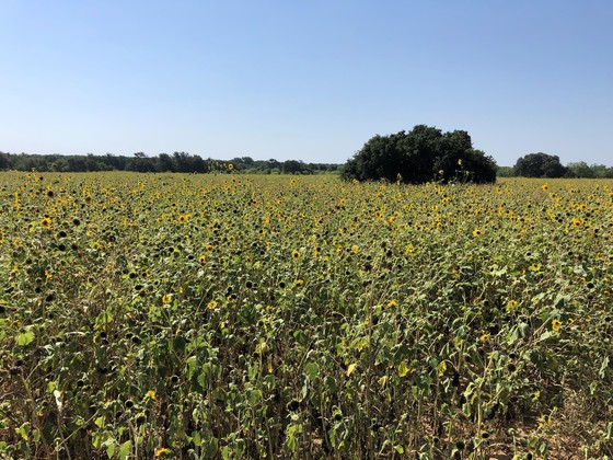 SunflowerField