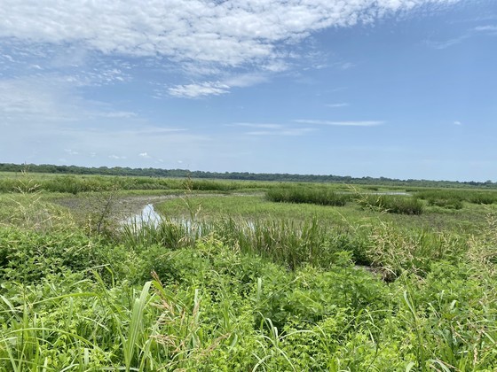 Wetland1