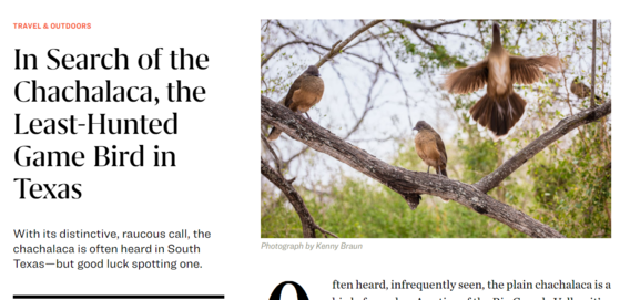 Chachalaca