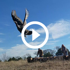 Turkey release with video link