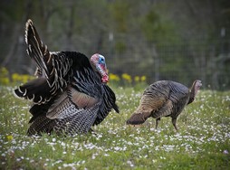 pair of turkeys in flowers