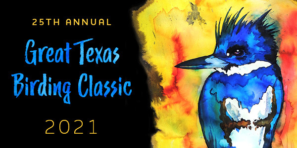 Belted Kingfisher artwork