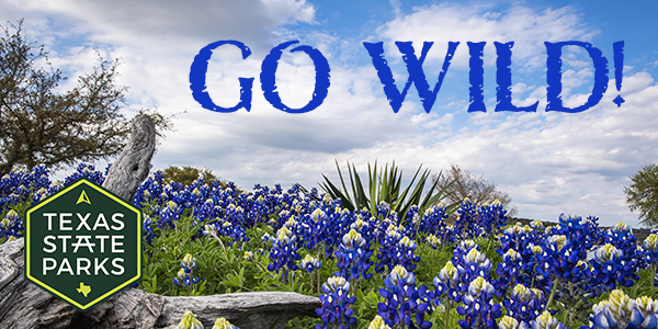 Go Wild! - Bluebonnets