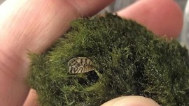 zebra mussel in moss ball
