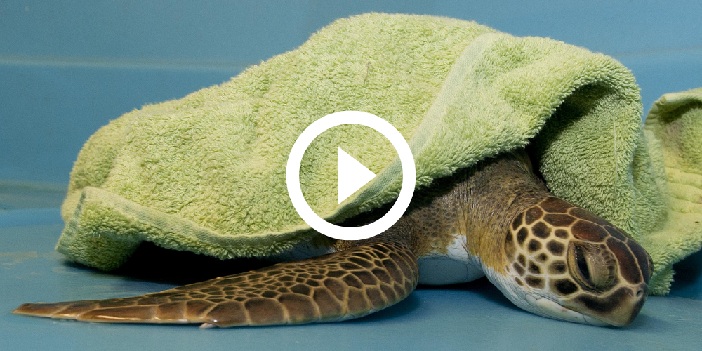 sea turtle under a towel, video link