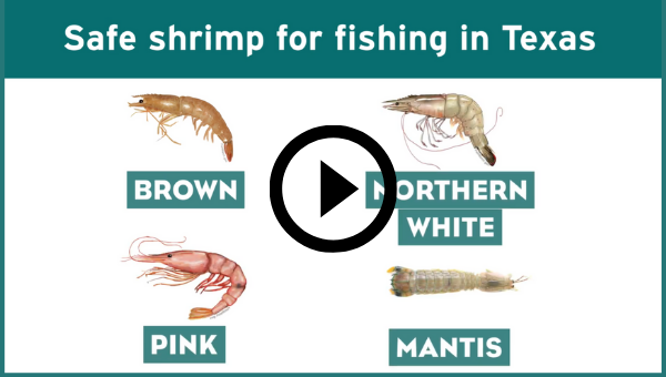 Safe shrimp for fishing in Texas video