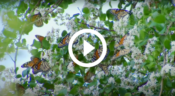 How to help monarch butterflies video