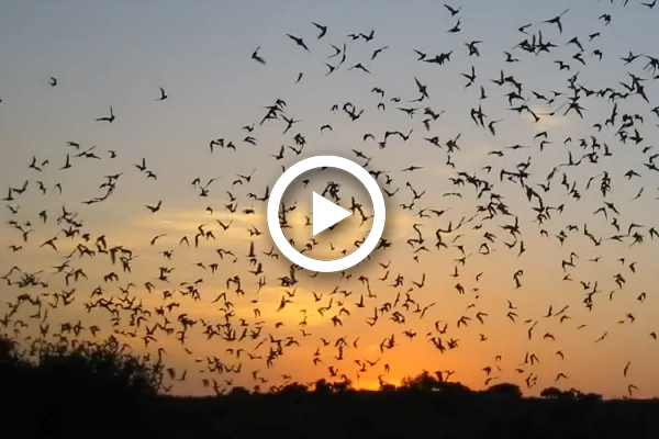 Bat Flight