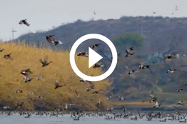 ducks in flight over lake, video link