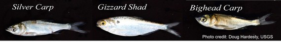 carp vs. shad comparison