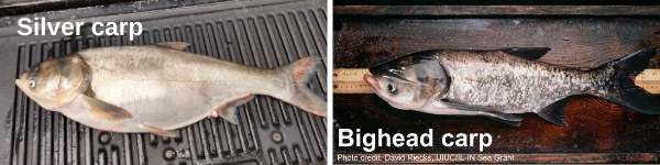 silver carp and bighead carp