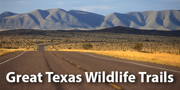 Open Road - Great Texas Wildlife Trails
