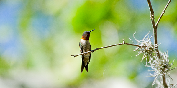 Ruby-throated Hummingbird