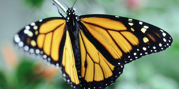 Monarch Butterfly