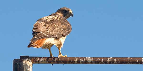 Red-tailed Hawk