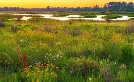 Sheldon Lake prairie with flowers, wetlands