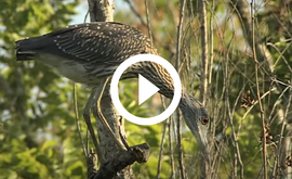 Bird at Sheldon Lake, video link