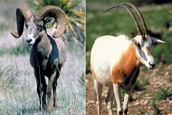Bighorn sheep and scimitar oryx