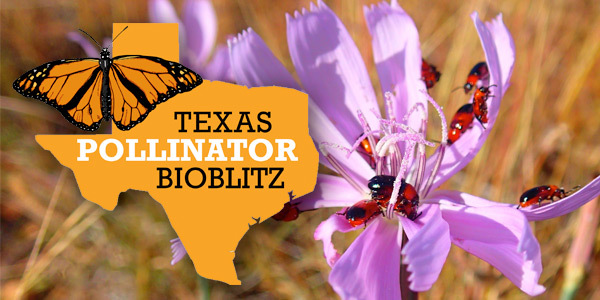 Pollinator BioBlitz