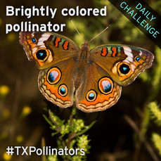 Common Buckeye Butterfly