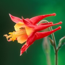 Insect in a red flower