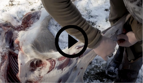 field dressing doe, video link