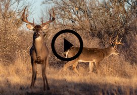 deer pair, video link