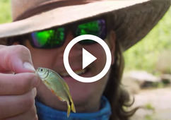 fisherman holding tiny fish by the lower jaw, video link