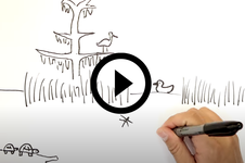 hand drawing wetland on whiteboard, video link