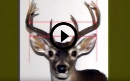 buck with diagram on antlers, video link