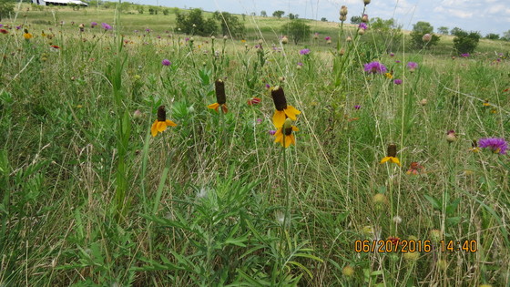 Blackland Prairie