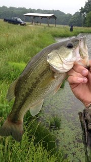 Picture of a Largemouth Bass