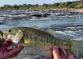 Picture of a Guadalupe Bass