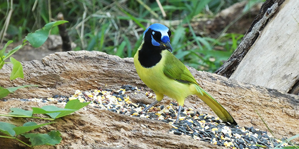 Green jay on a log.