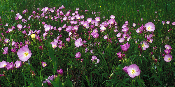 Pink wildflowers in a field