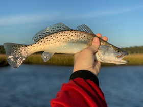 Spotted Seatrout being held