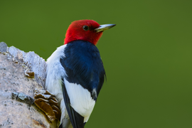 Red-headed woodpecker, link 